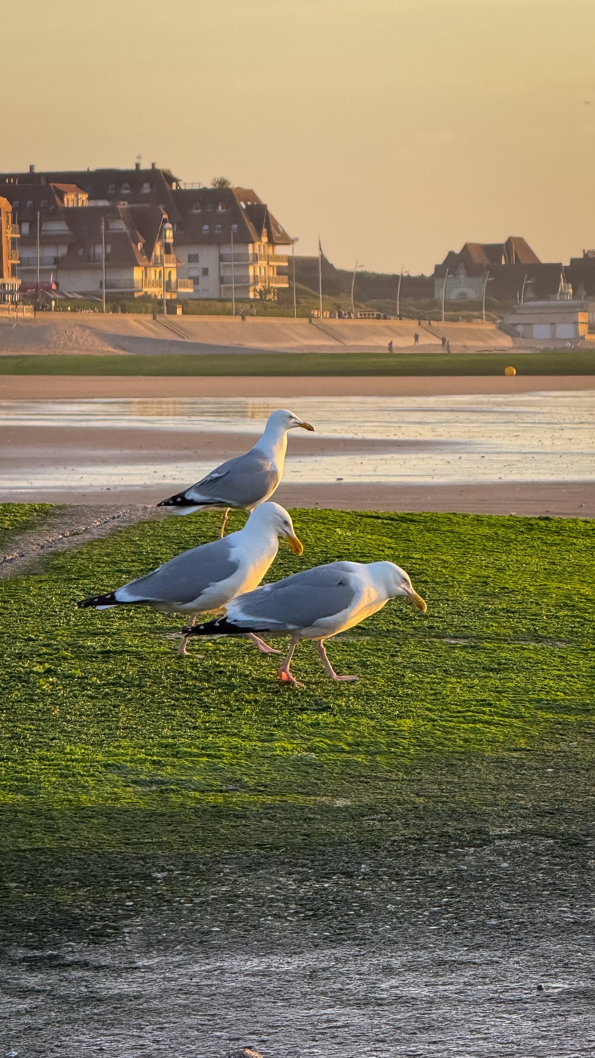 Cabourg 6 - RG